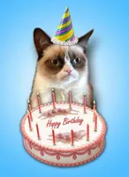 Grumpy cat birthday