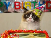 grumpy cat birthday hat