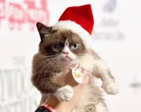 Grumpy Cat Christmas