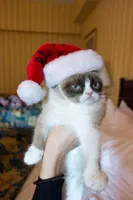 Grumpy Cat Christmas