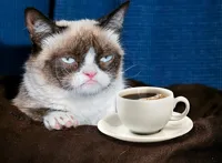 Grumpy Cat Coffee