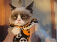 Grumpy cat Halloween