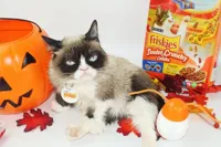 Grumpy cat halloween food