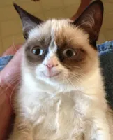 Grumpy Cat Happy