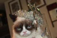 Grumpy Cat New Years