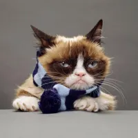 grumpy cat winter