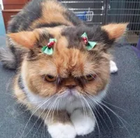 grumpy Christmas cat