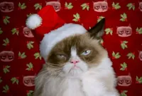 Grumpy Santa Cat