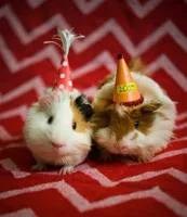 guinea pig birthday