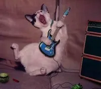 Guitar Cat