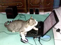 Hacker Cat