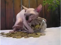 Hairless cat hoarding precious coins