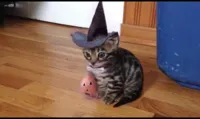 Halloween cat