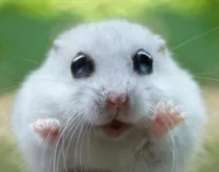 hamster