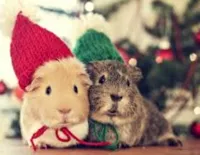 Hamsters in knitted hats