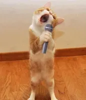 Happy birthday day Maureeeennn from the singing cat!