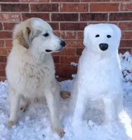 happy birthday great pyrenees