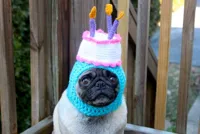 happy birthday pug