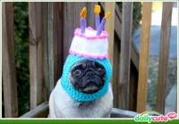 Happy birthday pug