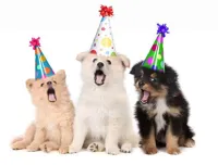 happy birthday puppies