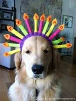 Happy Birthday Retriever