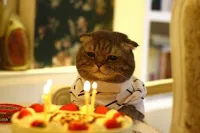 Happy birthday sad cat