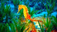 happy birthday seahorse