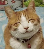 Happy cat