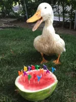 Happy Ducking Birthday!