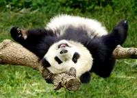 happy friday panda