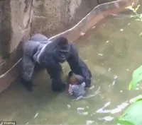 harambe