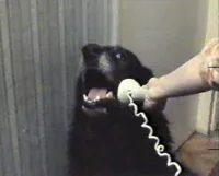 hello this is dog