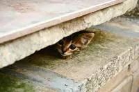 Hiding Cat