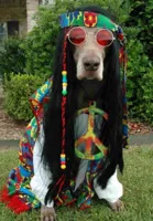 Hippie dog