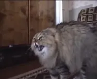 Hissing cat