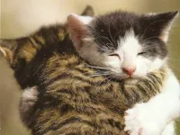 Hug cats