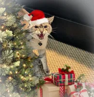 I hiss you a Meowy Christmas!