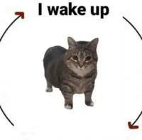 i wake up cat