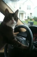 JoJo The Driving Cat