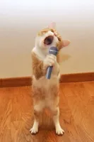 Karaoke Cat