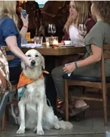 Lady holding dog mouth closed