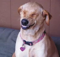 laughing dog