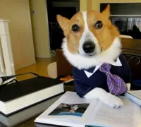 Lawyer Corgi Dog