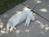 Lazy Cat