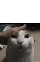 me petting my cat