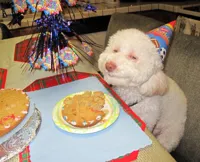 mellow birthday dog