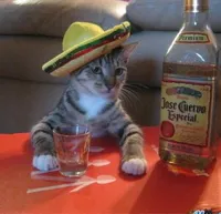 Mexican Cat