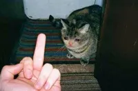 middle finger sad cat