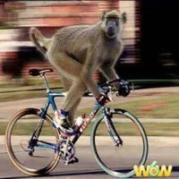 Monkey birthday bike