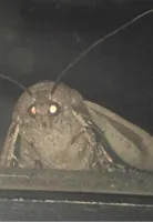 moth